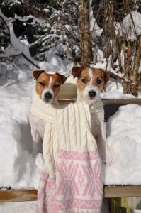 Phoebe & Berry im Schnee