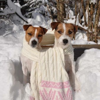 Phoebe & Berry im Schnee